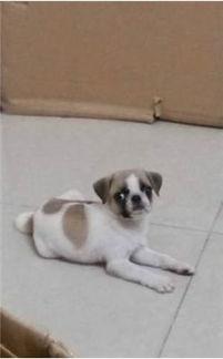 巴哥爆料最新人物是谁,揭秘最新神秘人物身份之谜 第3张 巴哥爆料最新人物是谁,揭秘最新神秘人物身份之谜 第3张